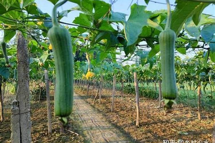 丝瓜中后期用什么肥料追肥