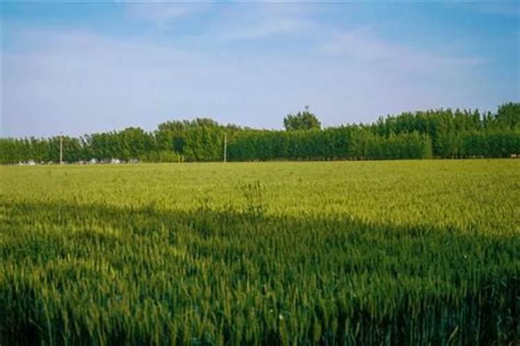 水稻一亩地用多少钾肥