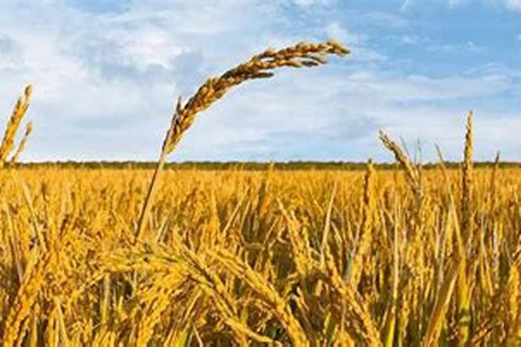 水稻钾肥的正确使用方法