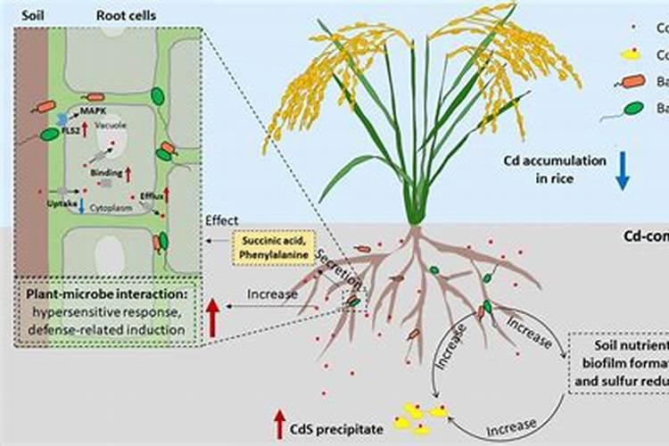 稻黄金最佳喷施期是什么时候？