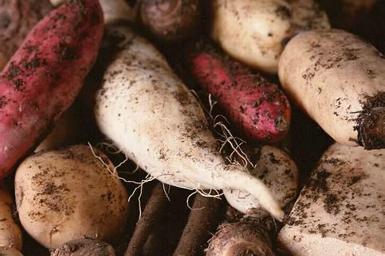 鸡粪肥能种什么菜