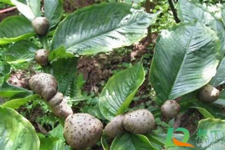 种魔芋不加石灰可以吗