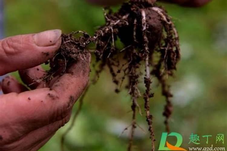 磨芋施什么肥料最好