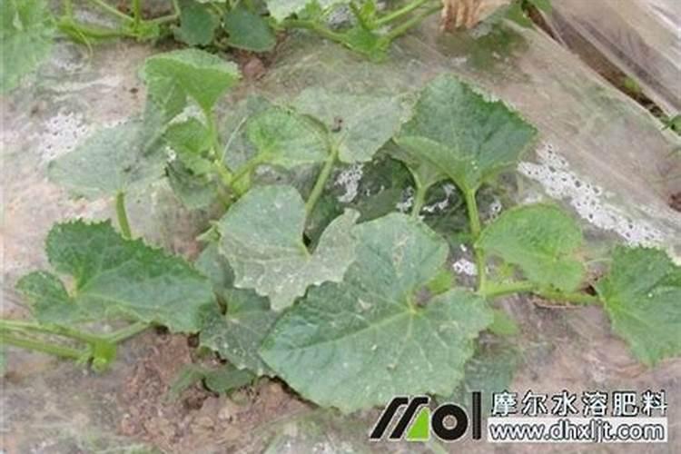 大棚香瓜如合用肥