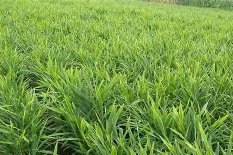 大姜科学用肥量