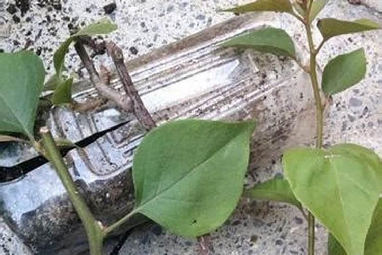 三角梅使用什么肥料爆长新根