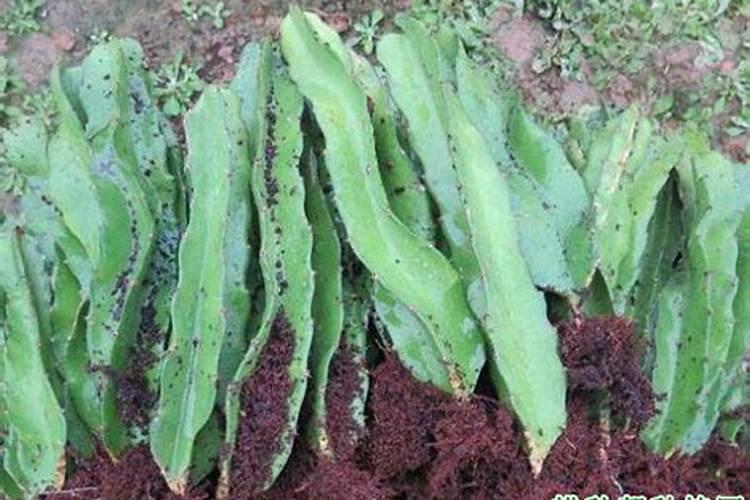 火龙果一般用什么肥料？火龙果搭架的方法!