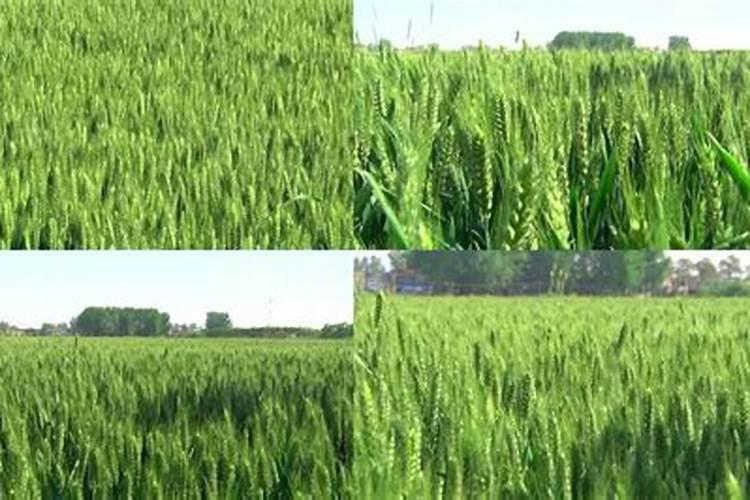 麦子灌浆期打什么叶面肥好