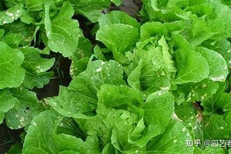 大白菜不包心怎样治