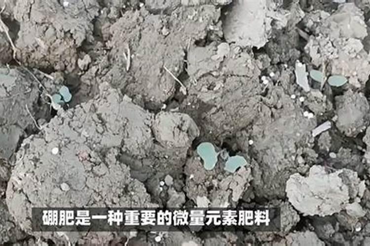 葡萄硼肥什么时候打最好？开花前？还是花期打？