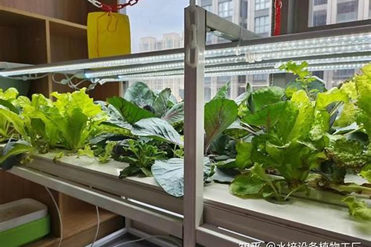 室内种植蔬菜怎么施肥 蔬菜肥料怎么施肥