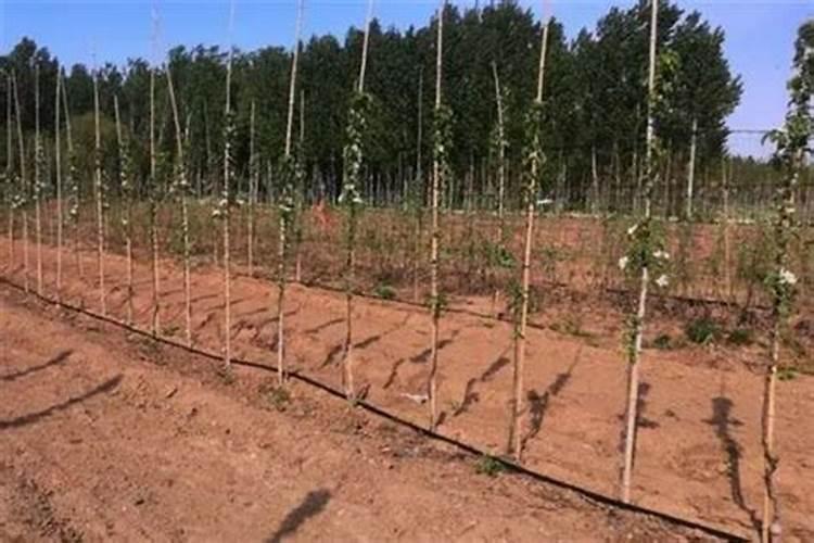 鱼胶的功效有哪些？