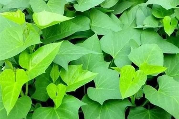 种地瓜用什么肥料好