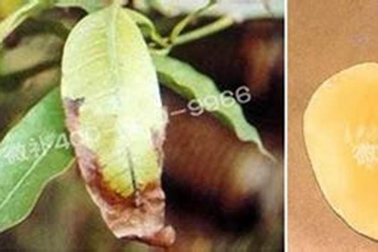 请问芒果露水斑要怎么办