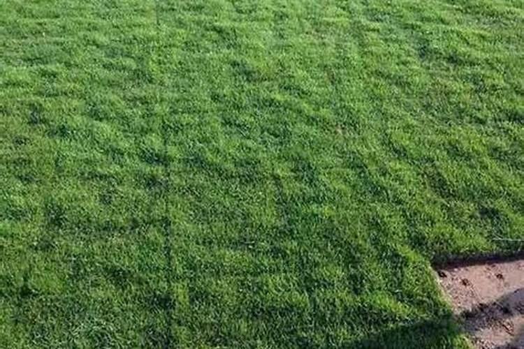 果岭草如何施肥