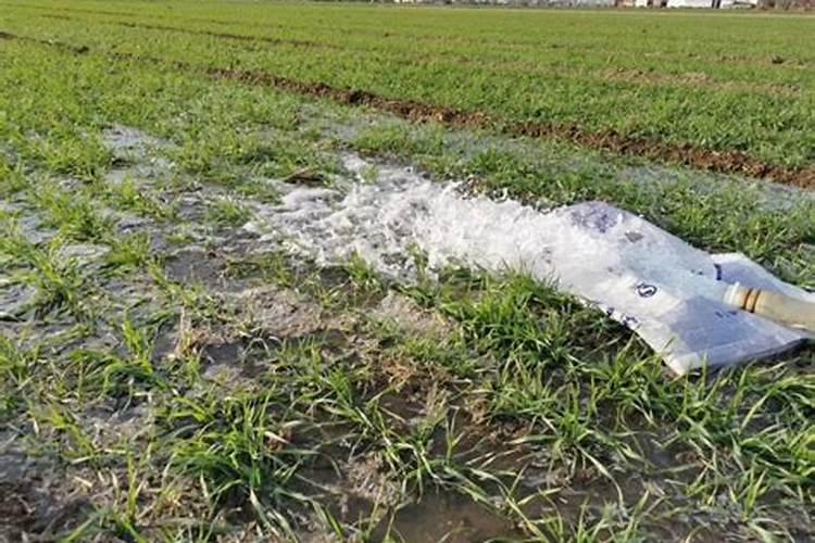 小麦浇水施肥方法