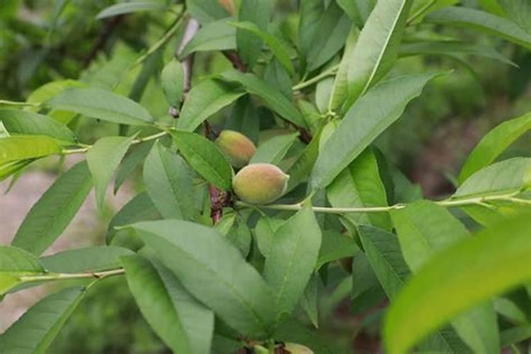种水蜜桃施什么肥