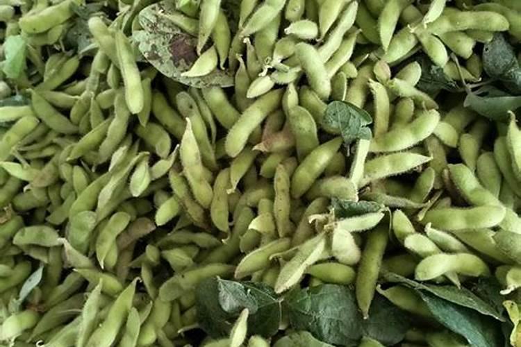 种植毛豆需要施什么肥 一起来看下吧