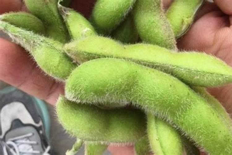毛豆的施肥方法