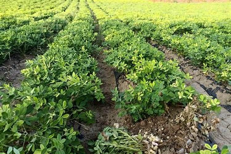 花生如何种植才能高产