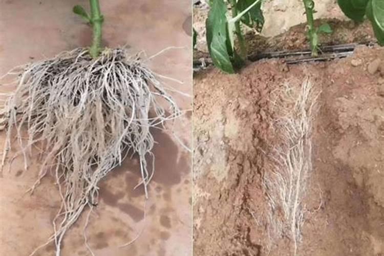 灵芝是一种什么植物:？