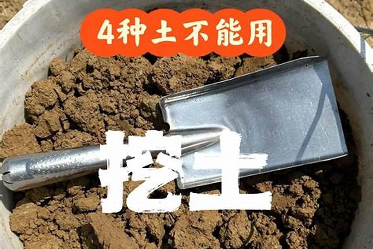 阳光玫瑰后期上糖可以用高磷肥吗