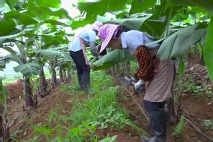 芭蕉如何施肥
