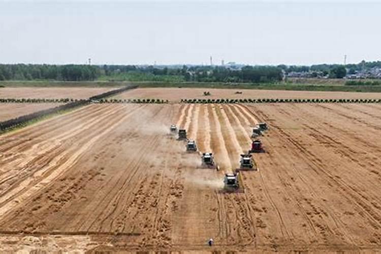 小麦叶面肥什么牌子最好