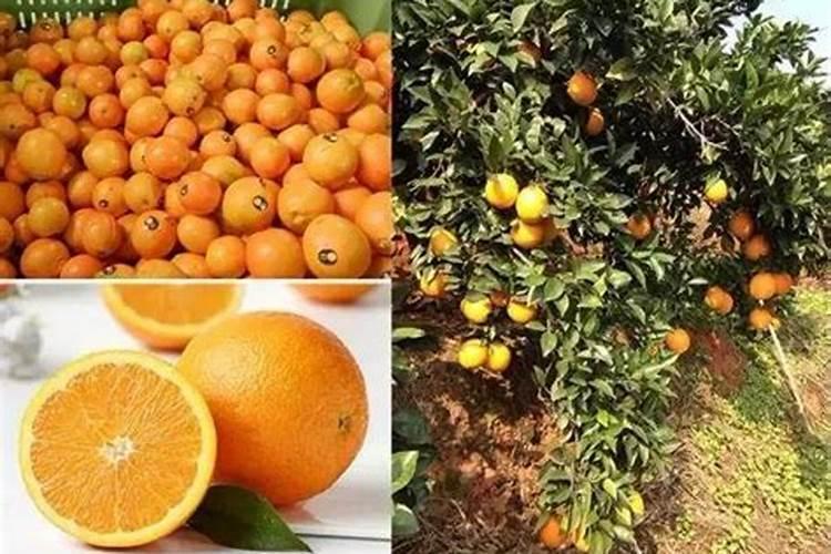 脐橙有哪些专用肥 如何进行施肥