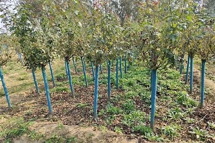 杨梅树最佳施肥时间