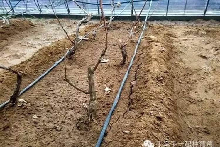 葡萄成熟时软果怎么办