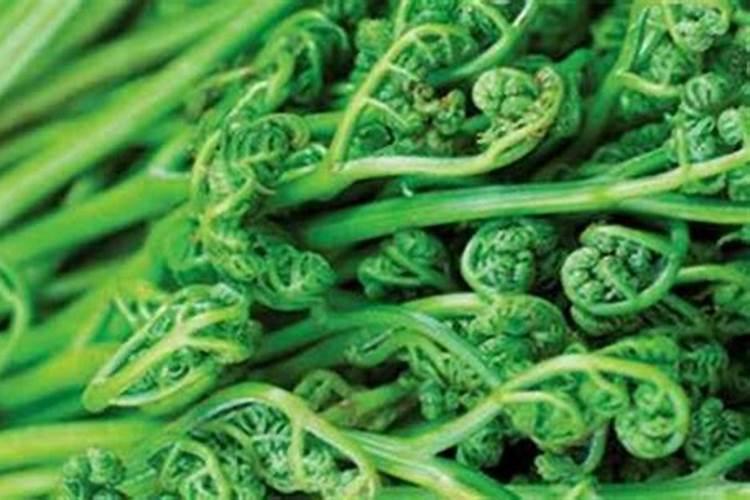 蕨菜的养殖方法和注意事项