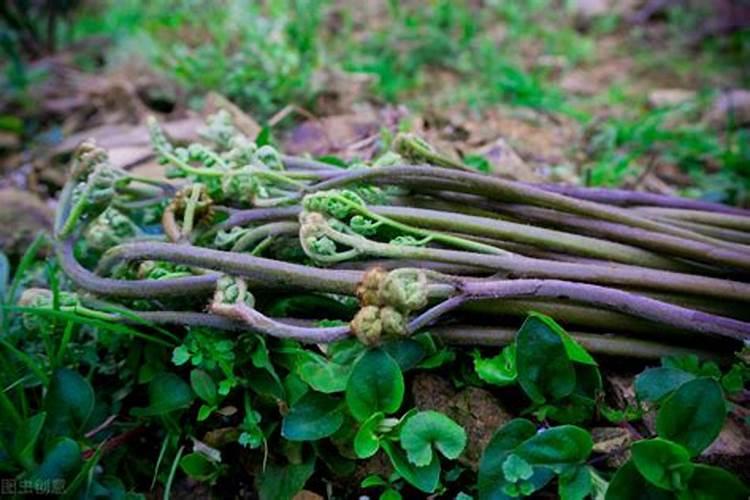 蕨菜的养殖方法和注意事项