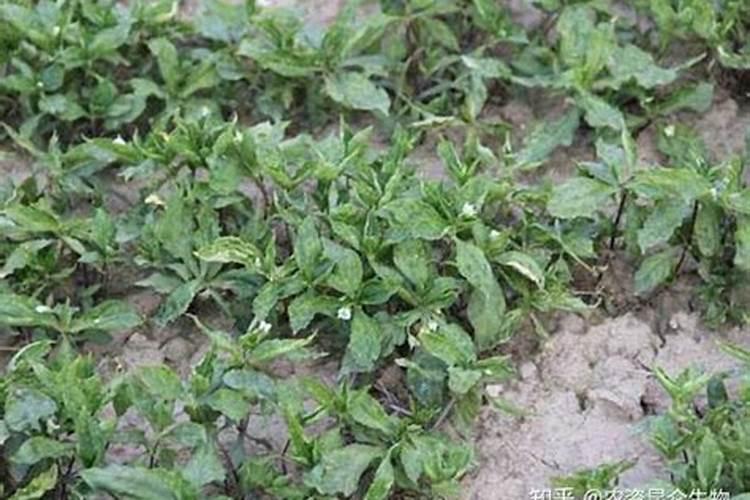 玉米叶面肥用氨基酸多少合适