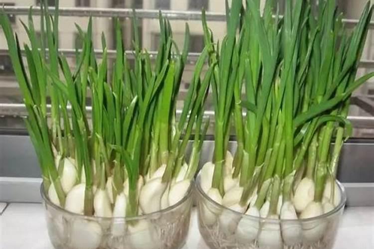 大蒜什么时候浇水最好