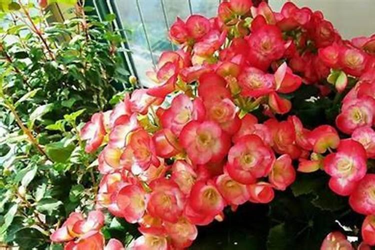 盆栽桂花冬天用施肥吗