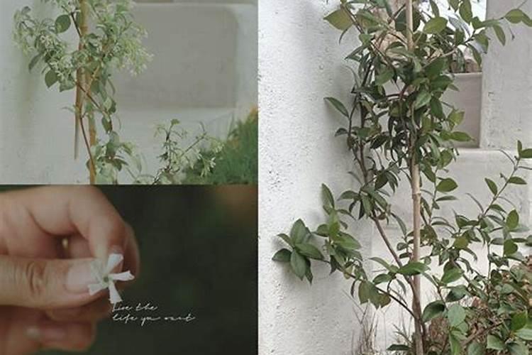 盆栽桂花冬天用施肥吗