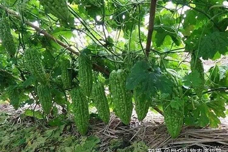 大棚苦瓜如何管理产量高？