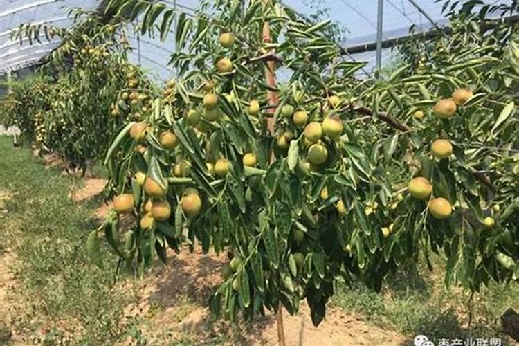 水溶肥灌根使用方法