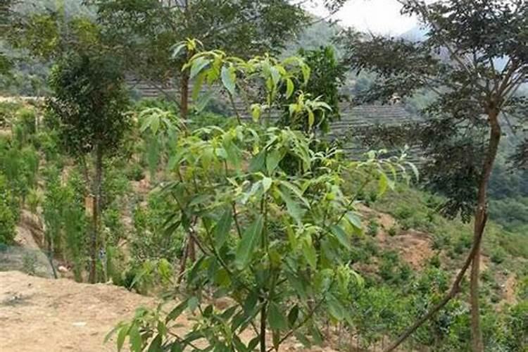 怎么让金丝南木快速生长