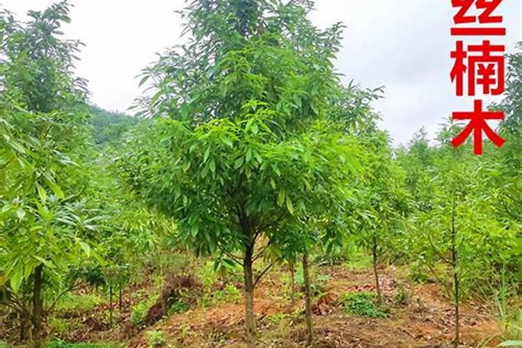 金丝楠木合适什么肥