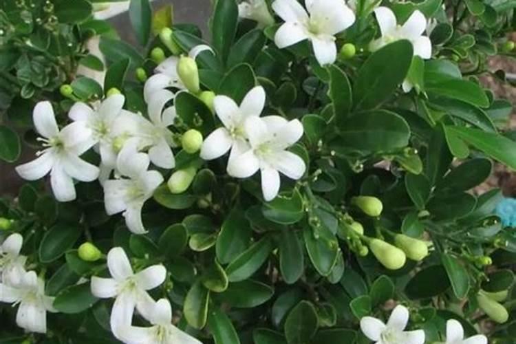 九里香如何施肥