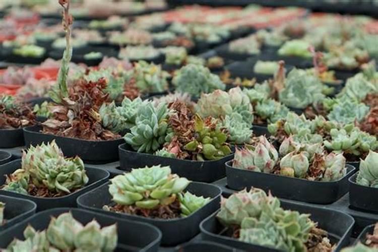 让多肉叶片肥厚施什么肥？