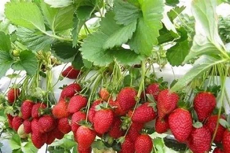 草莓施肥多久浇一次水最好