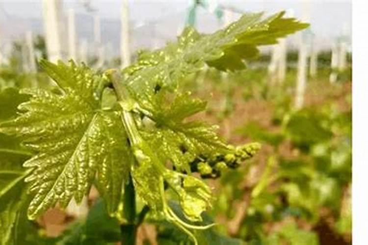 怎样给葡萄喷肥才能效果达到最好？