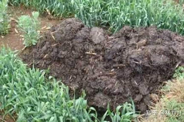 李子树什么时候施肥,施什么肥好