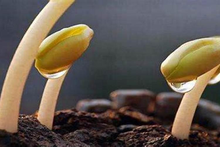 种植农作物的时候使用腐熟的黄豆粉做肥料,有什么好处？