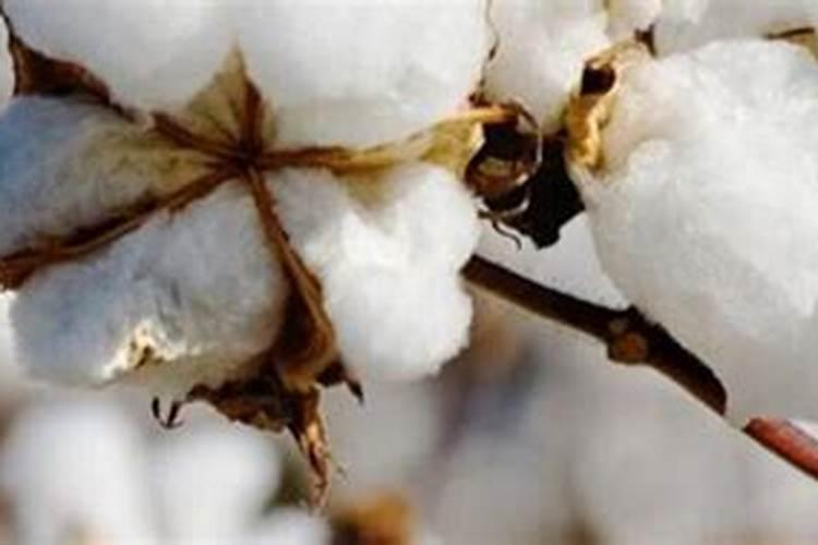 控释肥到底控什么