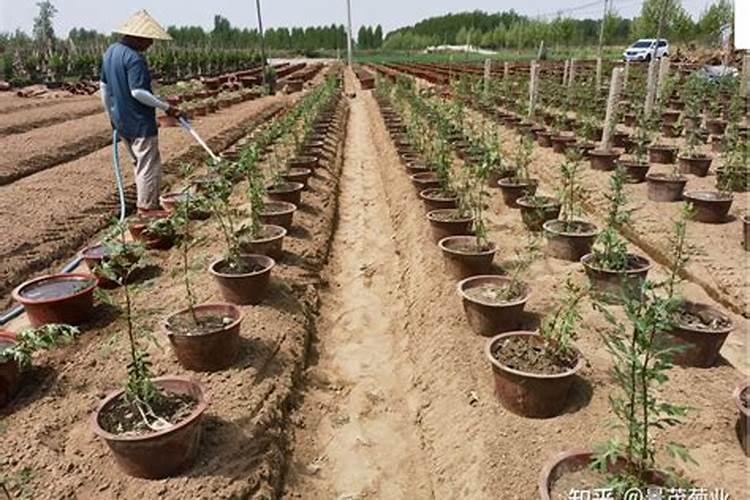 长寿花缓苗期可以用生根剂浇水吗