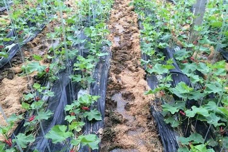 缓苗水的植物生长调节剂有哪些